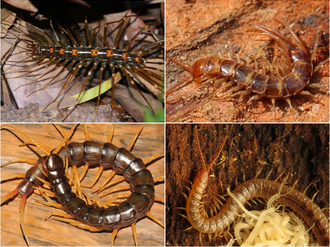 Centipede (video game)